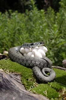 Images Dated 4th July 2003: Grass / Ringed Snake - at nest protecting eggs. Alsace. France