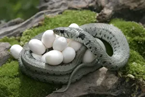 Grass / Ringed Snake - protecting eggs. Alsace. France