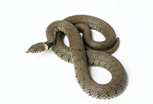 Images Dated 7th November 2006: Grass Snake