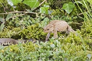Grass Snake - approaches toad which inflates as a defense mechanism Grass Snake - approaches toad which inflates as a defense mechanism
