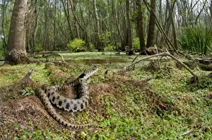 Mediterranean Prints: Grass Snake - basking in a forest hydric - Tuscany