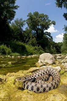 Images Dated 4th June 2011: Grass Snake - basking near a stream - Tuscany