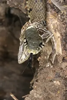 Grass Snake - close-up of head, shedding skin