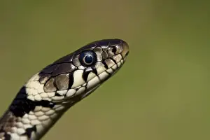 Ecology Prints: Grass snake - Close-up of head, Wiltshire, England, UK