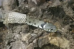 Grass Snake - close-up, shedding skin