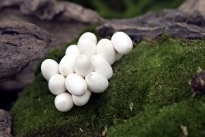 Grass Snake - cluster of eggs