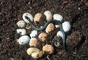 Cotswolds Prints: Grass snake clutch of eggs - one just hatched Cotswolds, UK