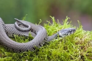 Images Dated 21st July 2010: Grass Snake - coiled up in moss at pond edge - Lincolnshire - UK