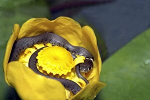 Images Dated 15th June 2003: Grass Snake - inside Waterlily flower