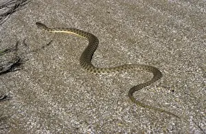Grass Snakes Prints: Grass Snake - sand dunes - desert - Caspian sea shore - near Krasnovodsk town - Turkmenistan - spring Tm31