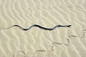 Grass Snakes Prints: Grass Snake - in sand dunes - near Caspian sea shore - near Krasnovodsk town - Turkmenistan - Spring - April Tm31