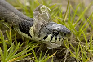 Growth Prints: Grass Snake - Shedding Skin - UK - Largely diurnal - Found in nearly all Europe - When disturbed may hiss