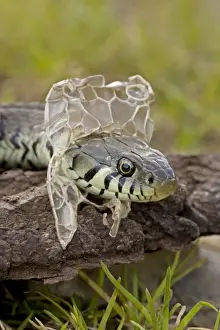 Grass Snake - Shedding Skin - UK - Molting - Largely diurnal - Found in nearly all Europe - When disturbed may hiss and strike but rarely bites - Often voids foul-smelling contents of anal gland when handled