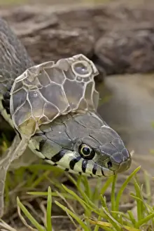 Grass Snake - Shedding Skin - UK - Molting - Largely diurnal - Found in nearly all Europe - When disturbed may hiss and strike but rarely bites - Often voids foul-smelling contents of anal gland when handled