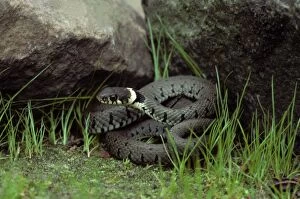 Grass Snake shelter by rocks