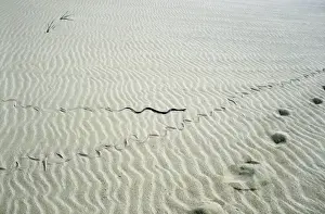 Tracks Prints: Grass Snake - snake track goes along human track - desert - sand dunes on Caspian sea shore - near Krasnovodsk town