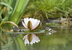 Lily Prints: Grass snake – stalks common frog resting on lily pad Bedfordshire UK 004729