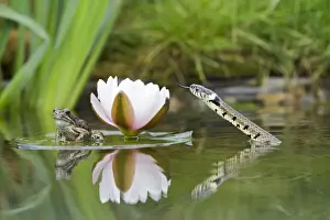 Grass snake – stalks common frog resting on lily pad Bedfordshire UK 004730