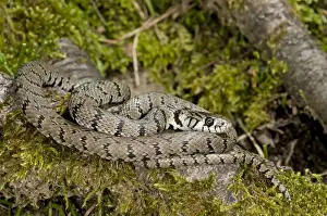 Mediterranean Prints: Grass Snake - subspecies - sardo-corsican endemic - Corsica - France