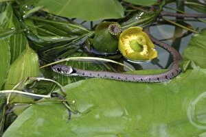 Images Dated 15th June 2003: Grass Snake - swimming
