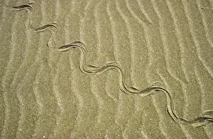 Track Prints: Grass Snake - tracks in sand dunes - desert - Caspian sea shore - near Krasnovodsk -Turkmenistan - Spring - April Tm31
