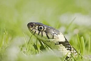 Grass Snake - side view, close up moving through grass