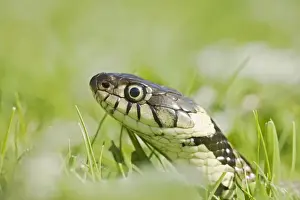 Grass Snake – side view – close up -moving through grass Bedfordshire UK 004651