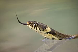 Grass snake - side view, close up swimming