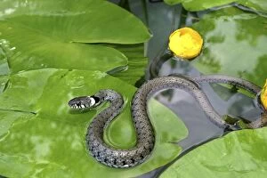 Images Dated 15th June 2003: Grass Snake - on waterlily leaves, in water