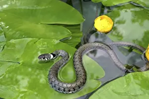 Waterlily Prints: Grass Snake - on waterlily leaves, in water
