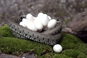 Images Dated 4th July 2003: Grass Snake - wrapped around mass of eggs
