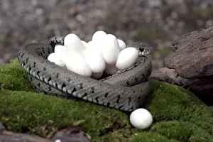 Curled Up Prints: Grass Snake - wrapped around mass of eggs