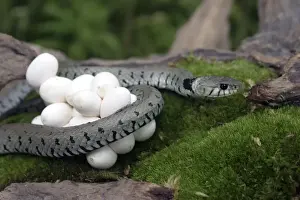 Grass Snake - wrapped around mass of eggs