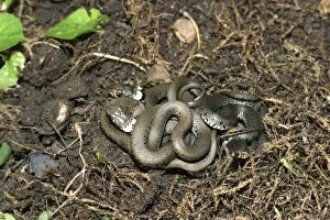 Grass Snake - young entwined on ground