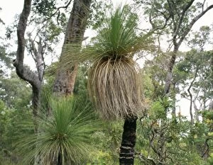 Images Dated 24th September 2007: Grass Tree native to Australia
