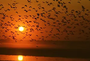 Sunrises Prints: Grass Whistle Ducks In flight at sunset Yellow Waters Kakadu National Park