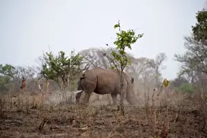 Rhinos Prints: Grass / White Rhinoceros - marking territory with urine - Zambia