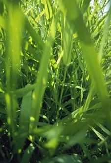 Grasses Prints: Grass - Worm / Insect's eye view of undergrowth
