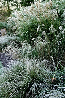 Frost Collection: Grasses - Miscanthus sinensis 'Graziella'; Carex muskingumensis & Molina caerulea
