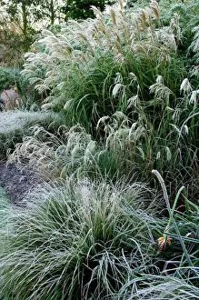 Grasses Prints: Grasses - Miscanthus sinensis Graziella'; Carex muskingumensis & Molina caerulea