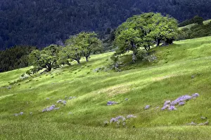 Grasses Prints: Grasses and trees, Dolason Prairie just off Bald Hills Road, California Date: 02-06-2009