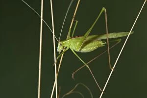 Grasshopper - adult male
