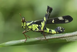 Grasshoppers Prints: Grasshopper Erawan Nationalpark, Thailand