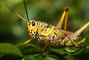Grasshopper, Everglades National Park, Florida