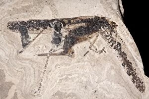 Images Dated 13th March 2009: Grasshopper Fossil