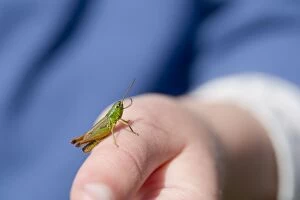 Images Dated 29th July 2012: Grasshopper - on a hand