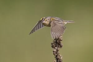 Ammodramus Gallery: Grasshopper Sparrow  Ammodramus savannarum  on territory