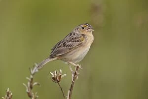 Ammodramus Gallery: Grasshopper Sparrow  Ammodramus savannarum  singing on t