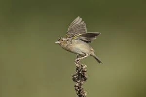 Ammodramus Gallery: Grasshopper Sparrow in field
