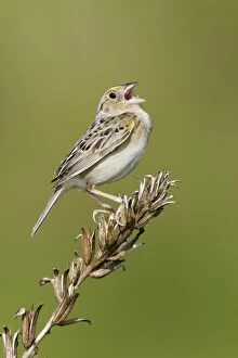 Grasshopper Sparrow - on territory